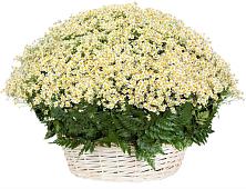 Цветочная композиция из Ромашки в корзине #REPLACE_PRED# Дзержинске